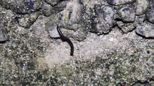 Centipede, millipede on the ground at night. Sri Lanka photo