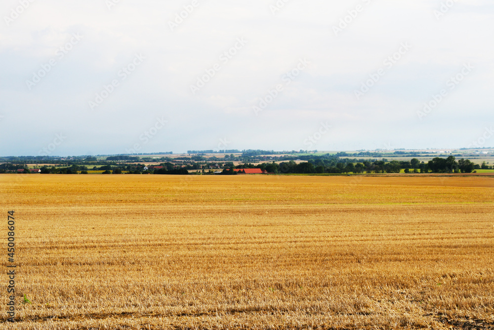 abgeerntetes großes Feld in Sachsen-Anhalt. Getreideernte im Hochsommer im Salzlandkreis, goldgelbe Felder, Stoppelacker