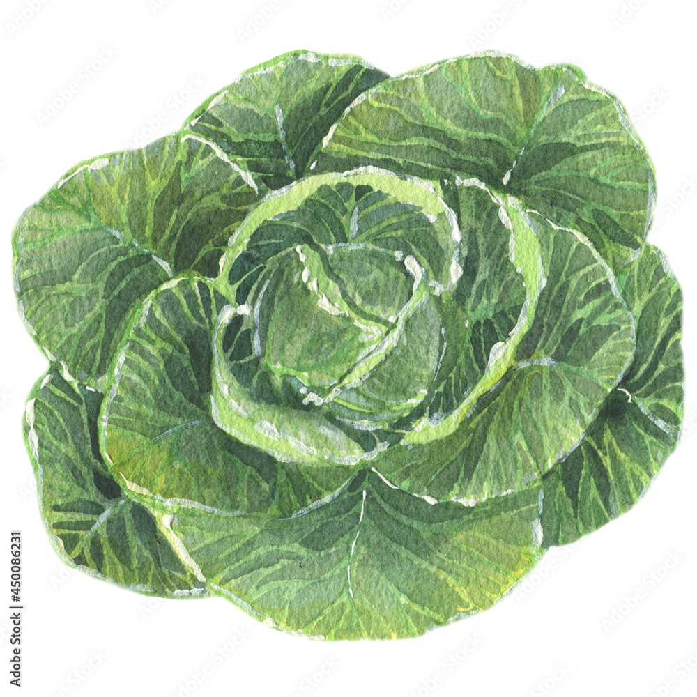 Fototapeta premium Cabbage. Watercolor illustration with vegetables and fruits. Vegetarian food. Natural organic food. Healthy diet. Cooking food.