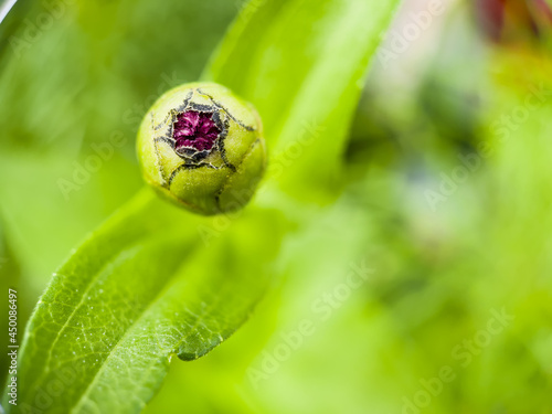 Macro shot of a flower bud