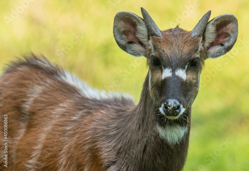 Fototapeta Naklejka Na Ścianę i Meble -  antylopa