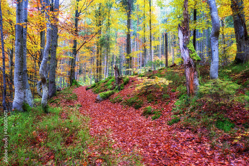 Amazing nature landscape with autumn bright colorful forest and tourist path,...