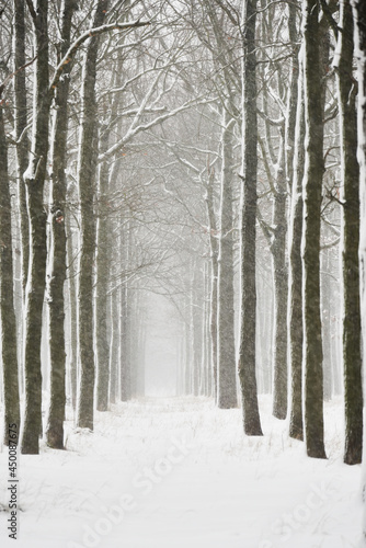Winter cloudy sad landscape. rows of trees covered in snow and falling snow. Selective soft focus. 
