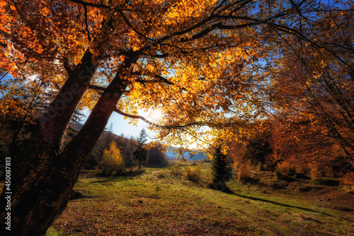 Amazing nature autumn landscape with gold colored sunny trees and alpine mead...