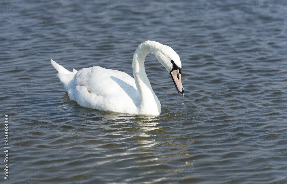 Majestic gracious mute swan (Latin: Cygnus olor) gliding on Baltic sea waters around Abruka island in the West Estonia. Big bird is grazing in the water. Majestic gracious mute swan (Latin: Cygnus olor) gliding on Baltic sea waters around Abruka island in the West Estonia. Big bird is grazing in the water.