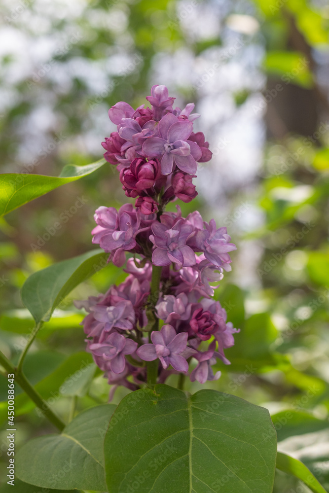 bright lilac flowers in spring against the sky bright lilac flowers in spring against the sky