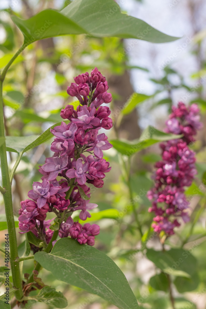 bright lilac flowers in spring against the sky bright lilac flowers in spring against the sky