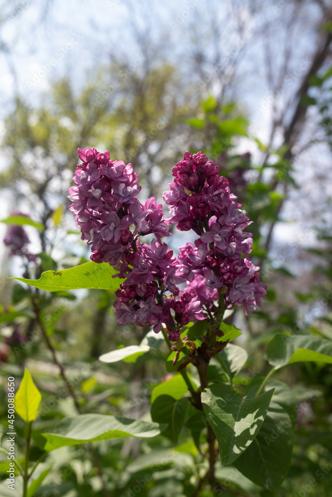 bright lilac flowers in spring against the sky bright lilac flowers in spring against the sky