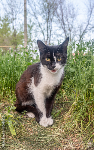 Black and white cat sitting in green grass