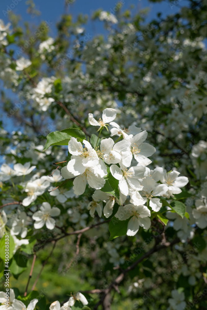 Close up apple blossom white flowers and blue sky spring background