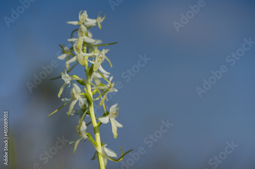 Very rare European native orchid. Butterfly or fringed orchids from Platanthera bifolia, Orchidoideae. Protected plant on tiny islet in Baltic Sea. Blue sky background. Warm summer day in the North. © Ingrid