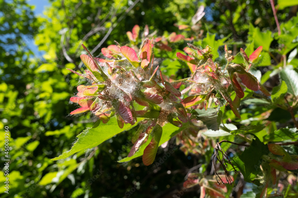 Red maple seeds on the tree