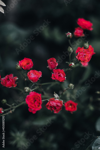Fresh tiny bright pink garden roses growing in nature. Leaves, buds, floral details on a blurred background