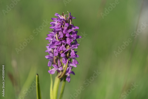 Very rare European native orchid  Latin  Orchidaceae  Dactylorhiza baltica  on a meadow. Also called marsh or spotted orchid. Lilac pillar within bright green leaves under summer sun. Estonia  Europe.