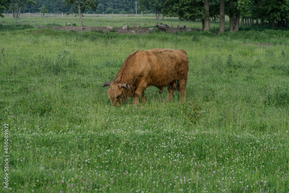 Highland cattle grazing in a green pasture on a sunny midsummer day. Animals are kept on tiny island Abruka to keep coastal meadows under the control. Highland cattle grazing in a green pasture on a sunny midsummer day. Animals are kept on tiny island Abruka to keep coastal meadows under the control.