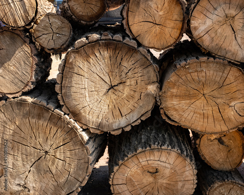 Cut wood logs texture. Felled tree trunks and harvested chopped logs.