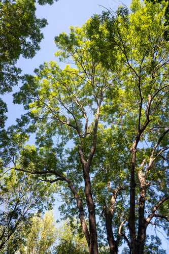 Green leaves of trees against the blue sky.