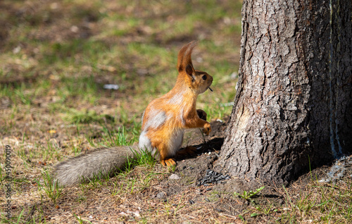 Red squirrel in the spring in the forest