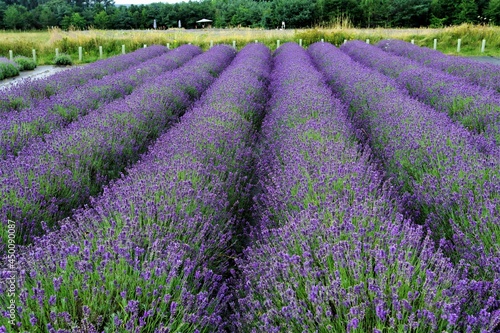 Field of lavender, in Malton, North Yorkshire, England. photo