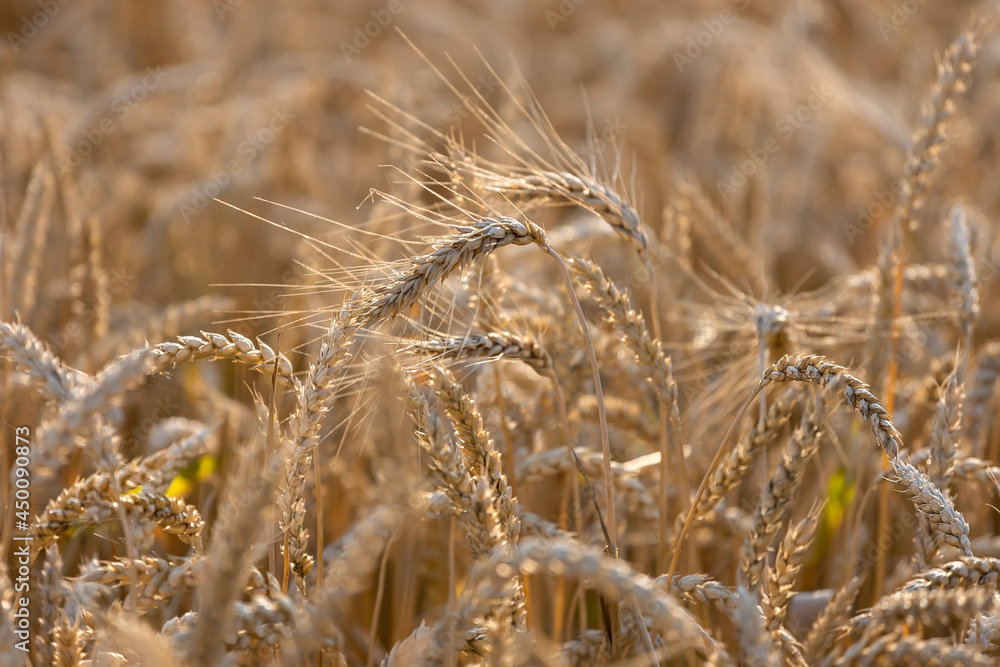 Field of wheat at sunset, selective focus, agricultural background Field of wheat at sunset, selective focus, agricultural background