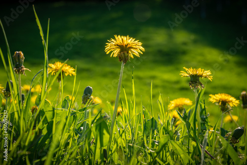 Buttercups in the grass with some sunlight