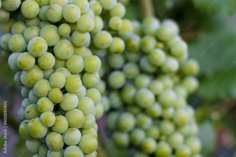Bunches of grapes, leaves and branches at sunset on a grape field on south of Russia Bunches of grapes, leaves and branches at sunset on a grape field on south of Russia