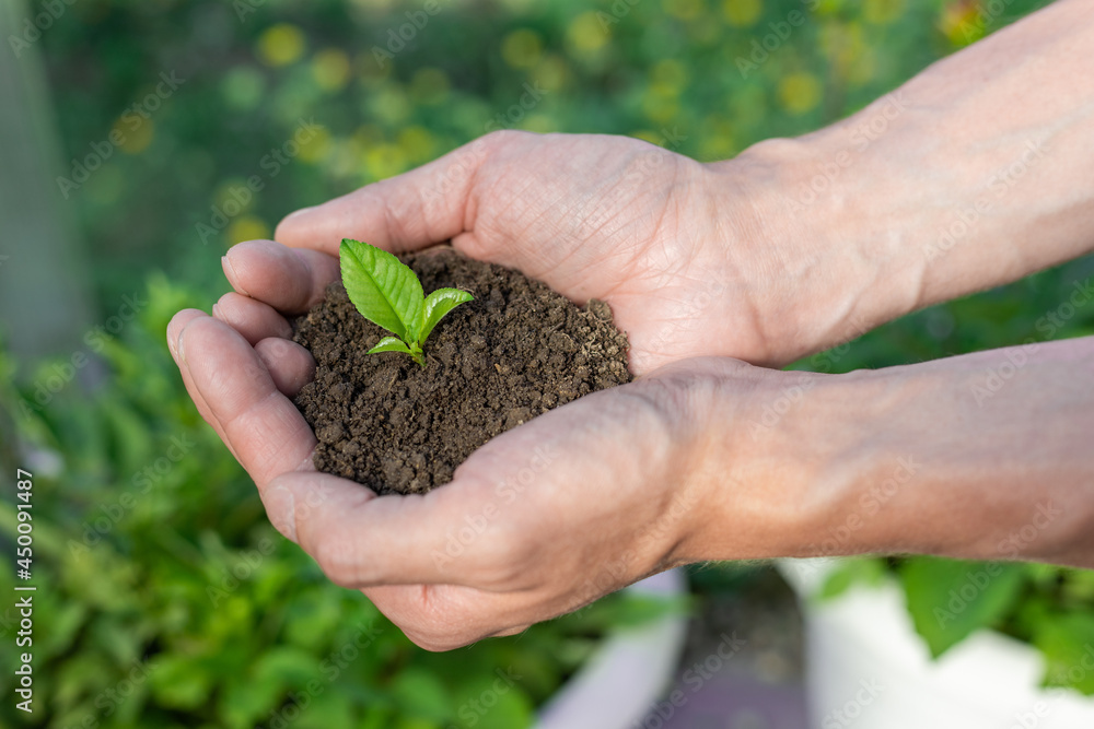 Hands holding plant growing in handful of soil at summer garden. concept green world earth day. Close up. Hands holding plant growing in handful of soil at summer garden. concept green world earth day. Close up.