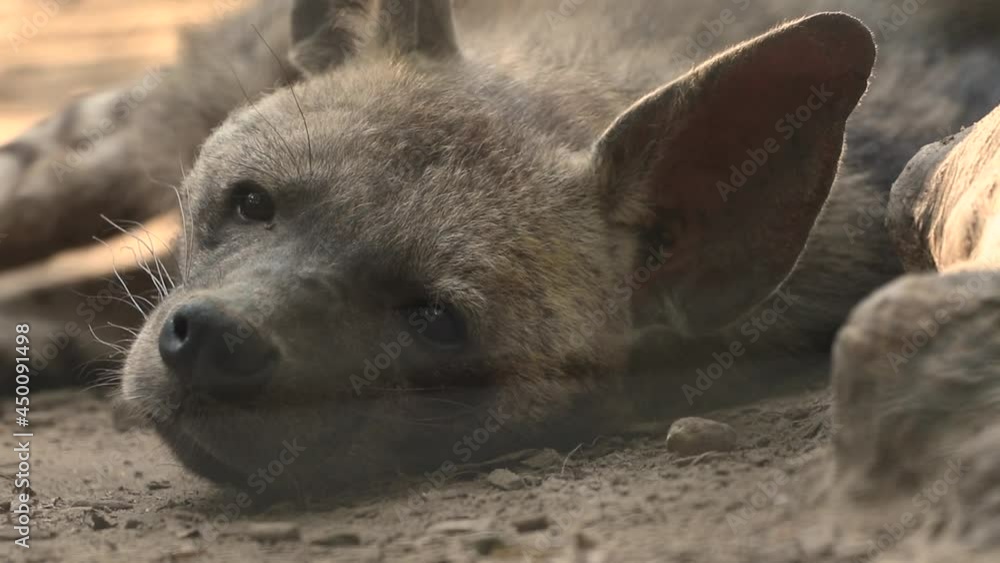 Dangerous african hyena resting, portrait close-up Dangerous african hyena resting, portrait close-up