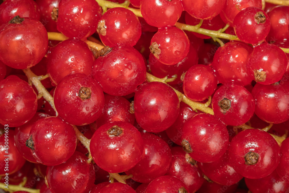 Red currant berries close-up, red currant background, top view, macro Red currant berries close-up, red currant background, top view, macro