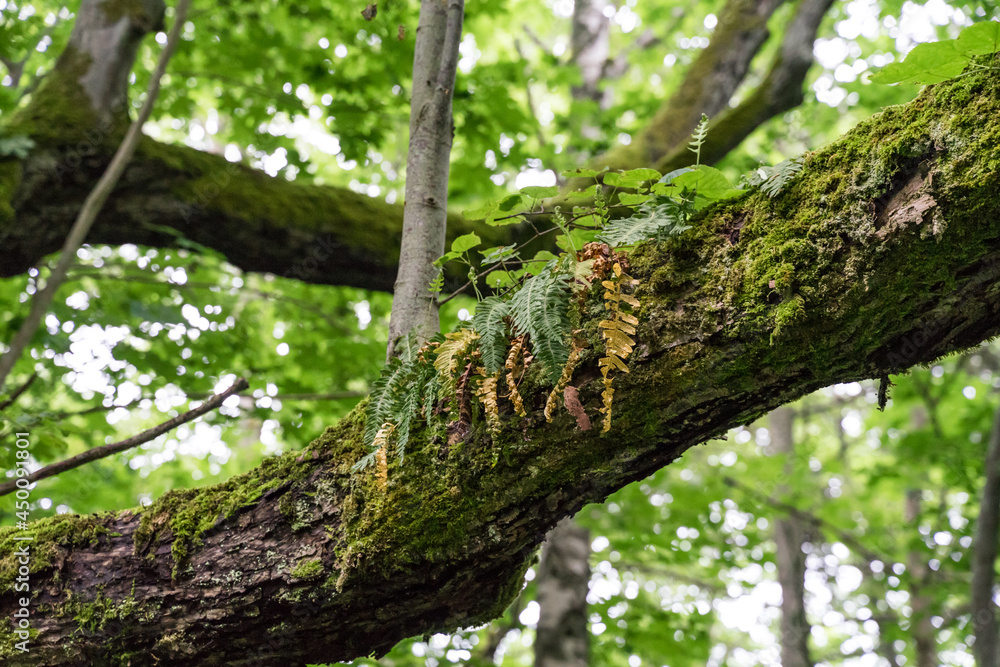 Old trunk of a grove-broadleaf tree in tiny Baltic Sea island. Central European-type broadleaf forest. Nature reserve created by Estonian botanist Teodor Lippmaa. Old trunk of a grove-broadleaf tree in tiny Baltic Sea island. Central European-type broadleaf forest. Nature reserve created by Estonian botanist Teodor Lippmaa.