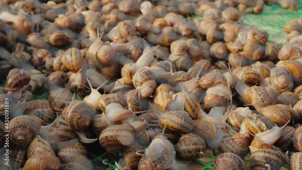 Snail farm - an exquisite delicacy and protein source Snail farm - an exquisite delicacy and protein source