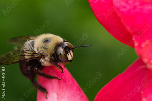 Eastern Carpenter Bee on Rose Flower