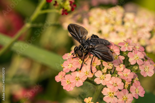 Feather Legged Fly on Yarrow Flowers