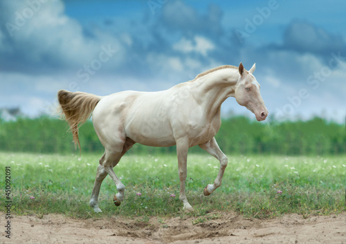 Perlino akhal-teke horse runs free in summer field