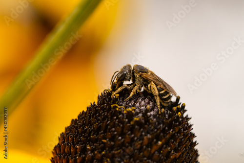 Ligated Furrow Bee on Coneflower photo