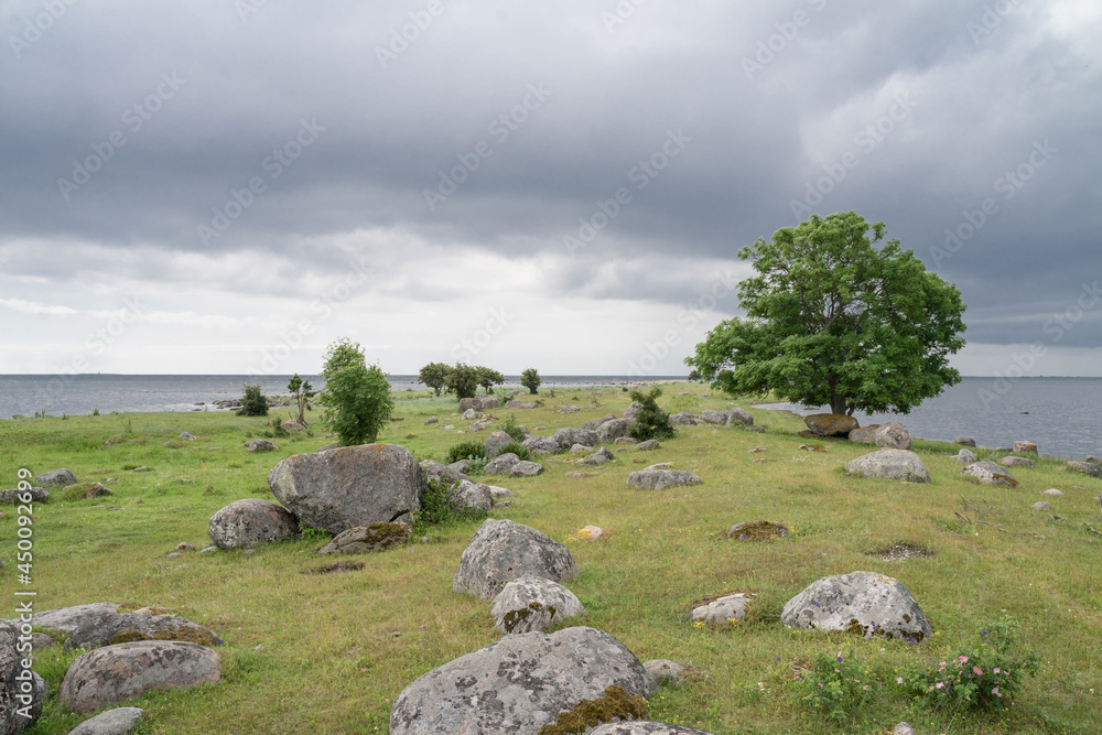 Green seaside pasture, bright green reed and grass under blue sky. Nordic meandering coast of tiny island Abruka. Warm sunny midsummer day. Tranquil Baltic Sea. Estonian coastline.