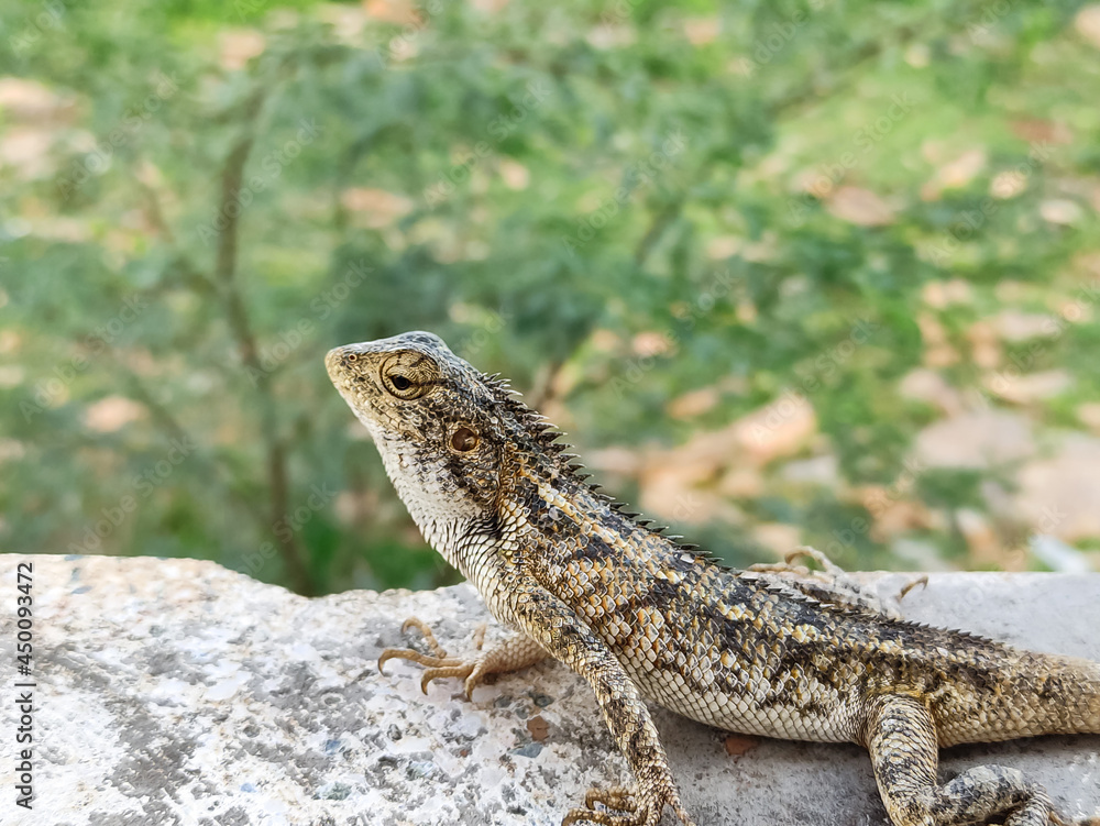 Close up of oriantal garden lizard in green background. Close up of oriantal garden lizard in green background.