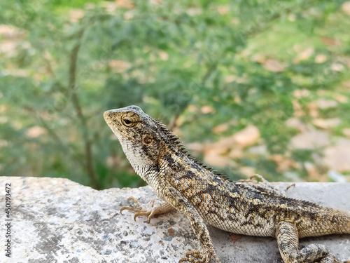 Close up of oriantal garden lizard in green background.