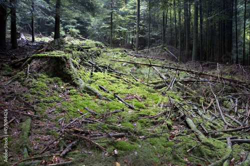 forest clearing overgrown with moss