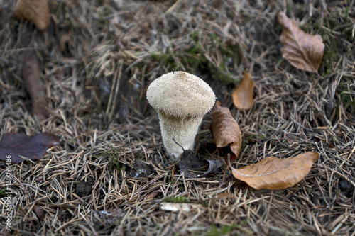 фотографія Lycoperdon perlatum, popularly known as the common puffball, warted puffball, gem-studded puffball, wolf farts or the devil's snuff-box, is a species of puffball fungus in the family Agaricaceae