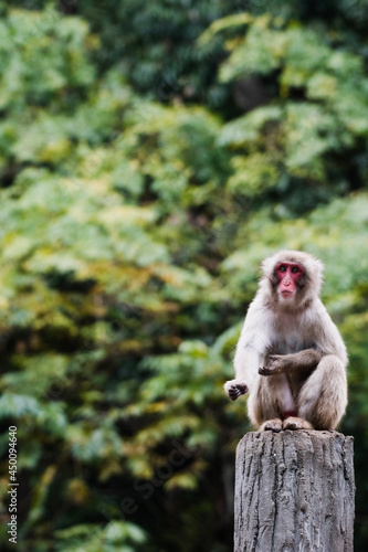 japanese macaque sitting on a rock © 渉 納富