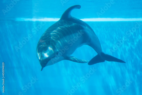 dolphin in the pool © 渉 納富