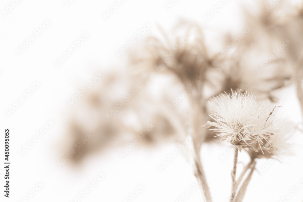 Fluffy fragile star shape flowers with sunny light and blur bouquet behind on white background soft mist effect macro