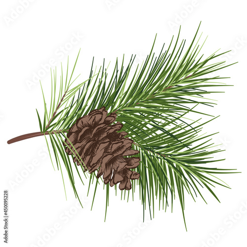 Pine evergreen twig with green needles and pine cone. Hand-drawn vector illustration in vintage style, isolated on white background