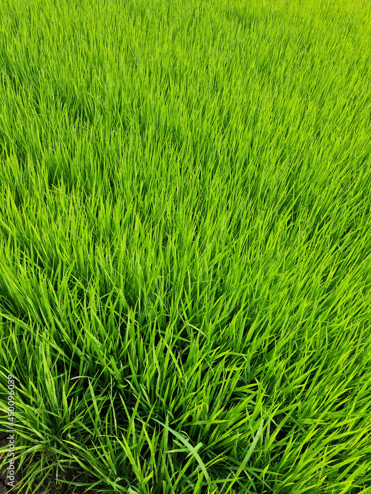 it is summer Green rice field. it is summer Green rice field.