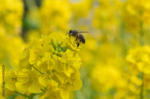 bee on yellow flower © 渉 納富