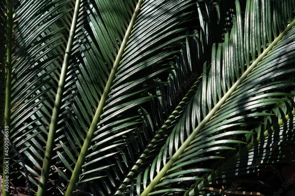 Obraz premium palm tree leaves