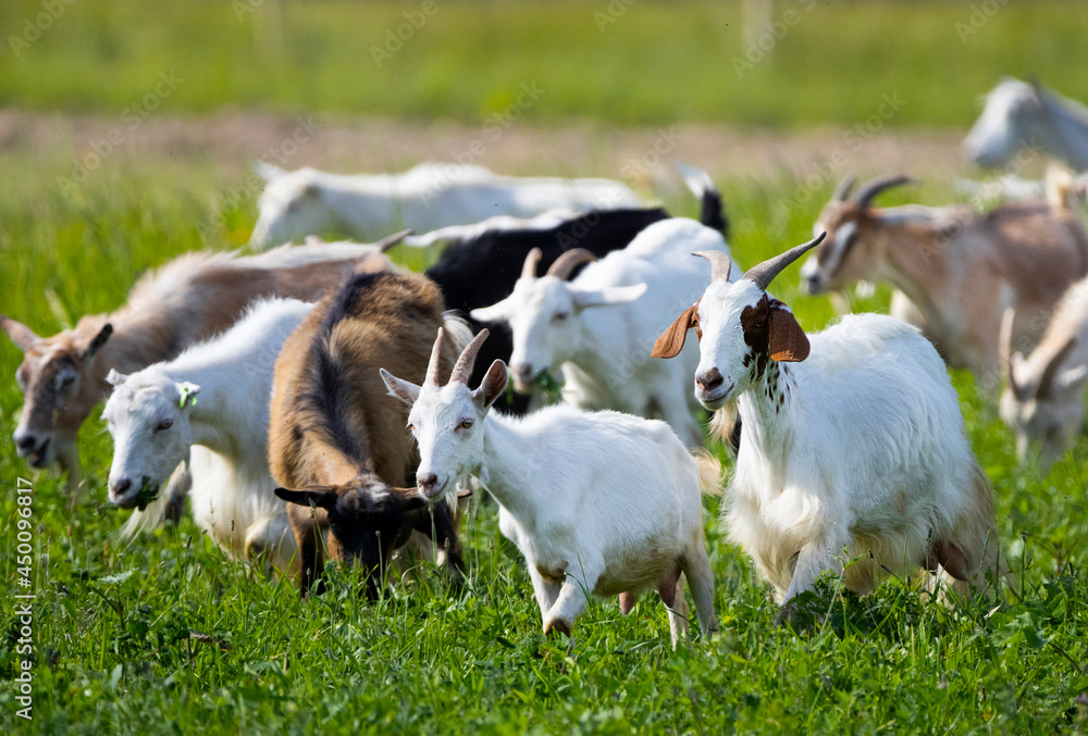 Obraz premium Goats walk in village, Breeding of domestic animals. Industrial animal husbandry, Livestock business concept, Farm with animals, Herd of goats grazes in field, they feed on grass in meadow