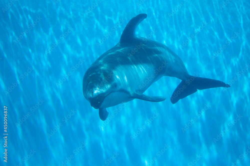 Obraz premium dolphin in the water