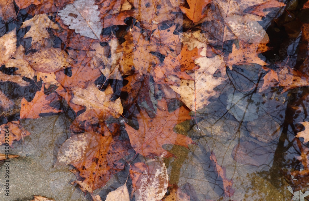 Creek Water Autumn Leaves Reflection Creek Water Autumn Leaves Reflection
